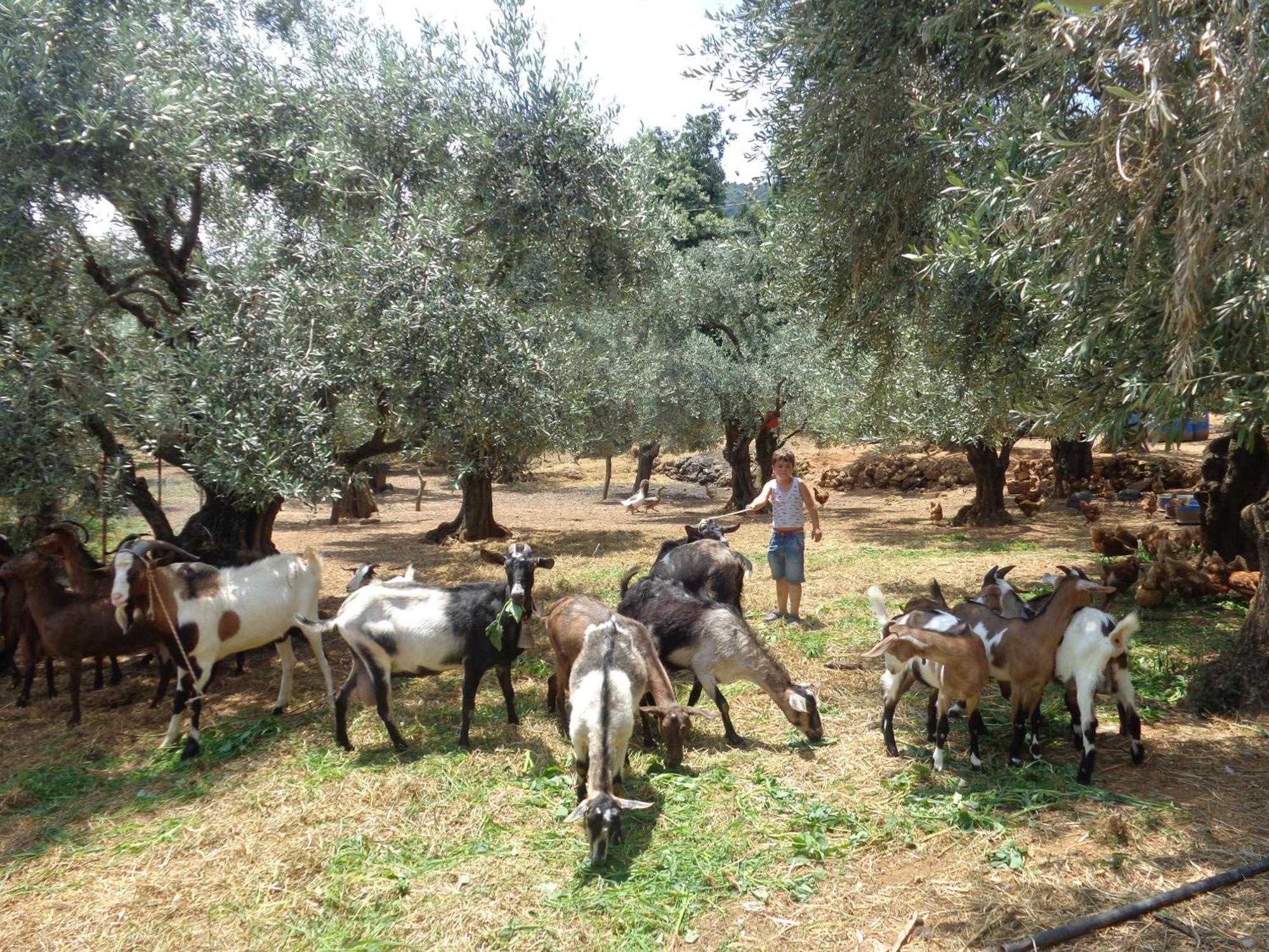 Φάρος Ξενοδοχείο Μυλοπόταμος Εξωτερικό φωτογραφία